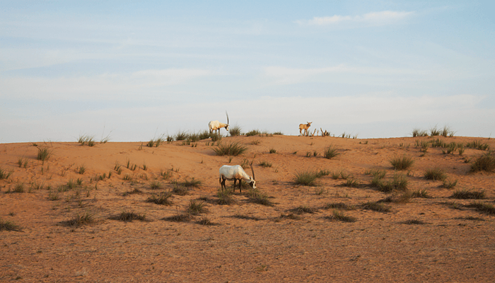 wildlife in the Desert