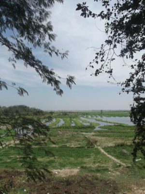 Views of the surrounding paddy fields from the Killing Fields