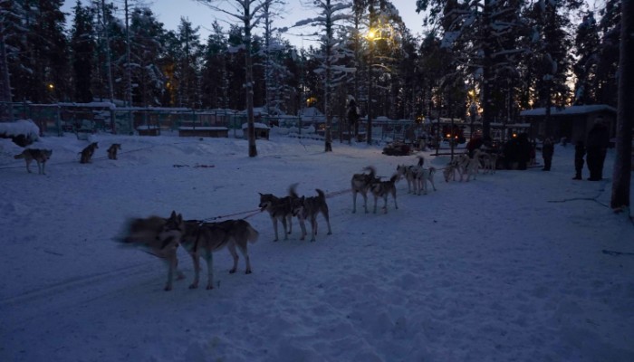 Husky dog rides in Lapland
