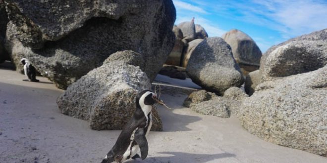The penguins of Boulders Beach