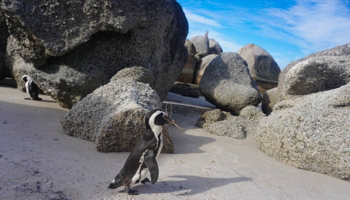 The penguins of Boulders Beach
