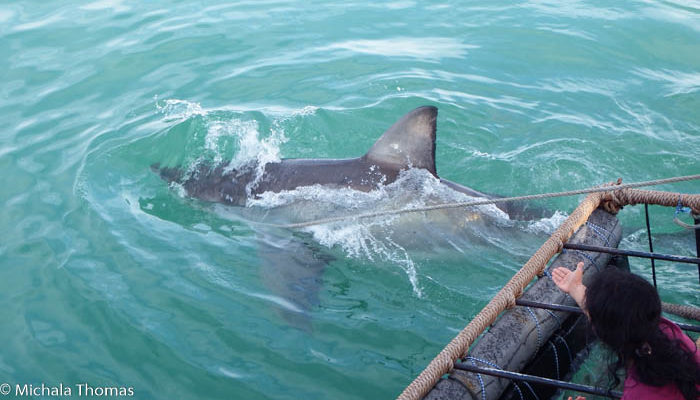 Great white sharks approaching the cage