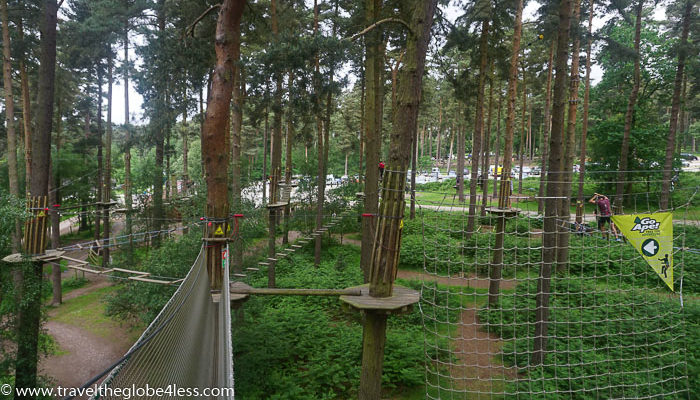 a rope bridge in a forest