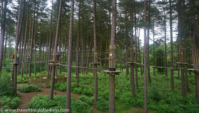 a rope bridge in a forest