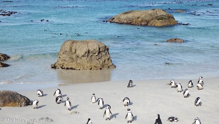 Boulders Penguin Colony, Cape Point Tour