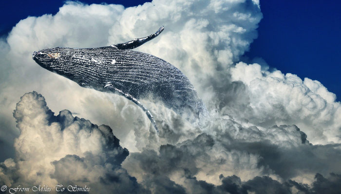 Humpback whales breaching