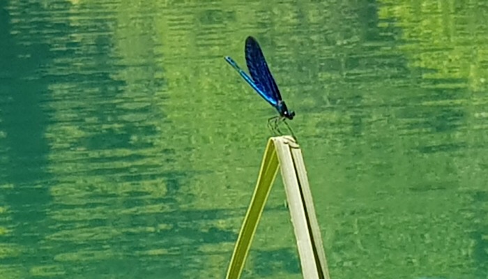 dragonfly in Plitvice
