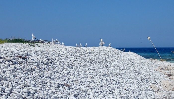 seagulls on the beach in zadar