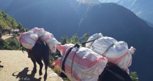 a donkey carrying heavy bags