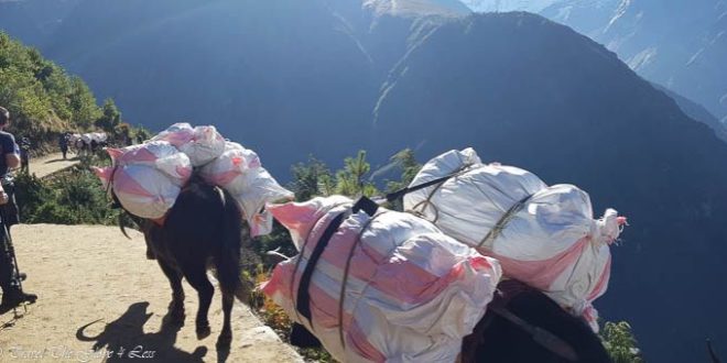 a donkey carrying heavy bags
