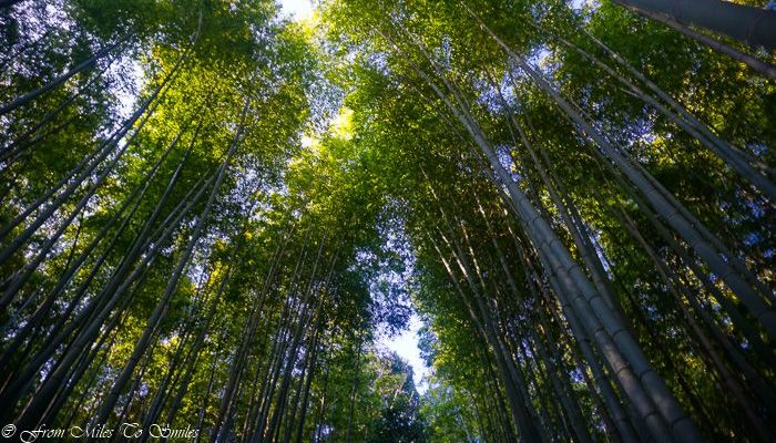 Arashiyama Bamboo forest Kjóto
