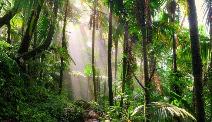 El Yungqu rainforest, Puerto Rico