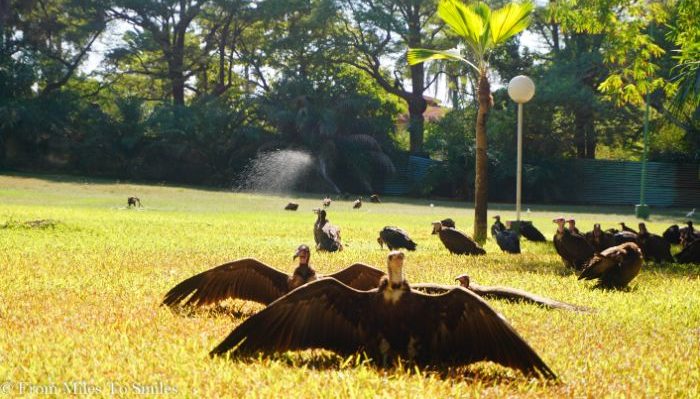 Vultures in the grounds of the Senegambia Hotel