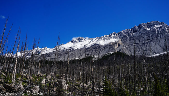 Burned forest in the Maligne Valley