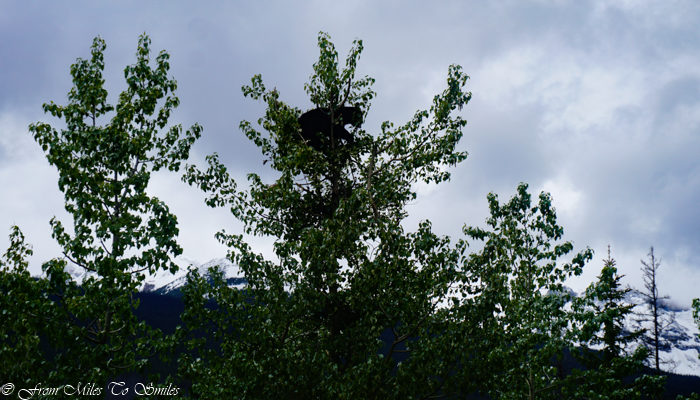 A black bear in a tree in Maligne Canyon