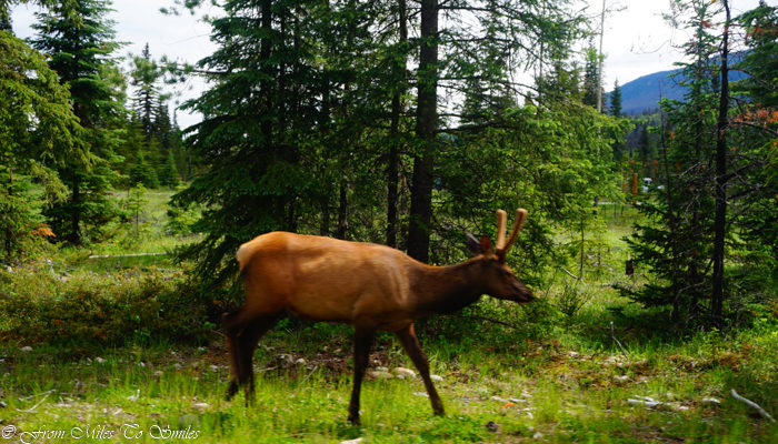 Just one of our elk sightings