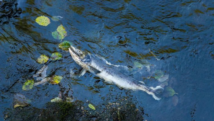 Dead salmon in spawning season