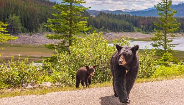 Bears crossing the road in Jasper National Park