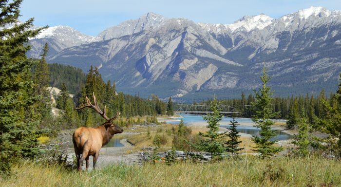 Elk in Canada 