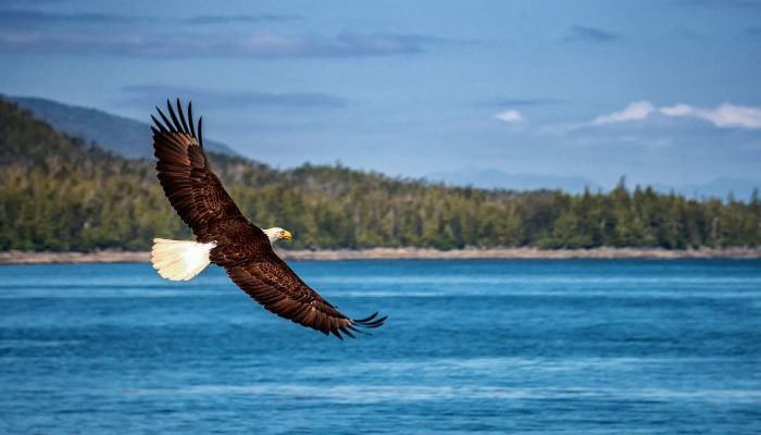 An eagle soaring above the water in Ketchikan