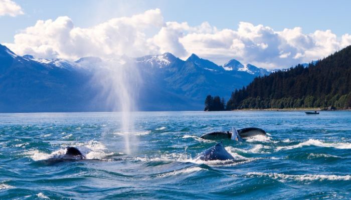 Whales in the sea off Juneau, Alaska