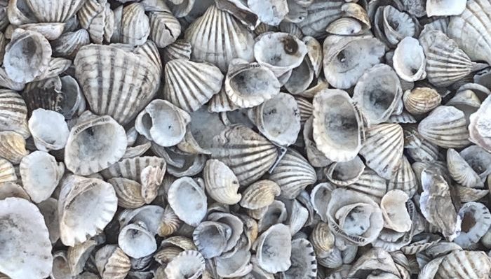 Seashells on Seashell Island