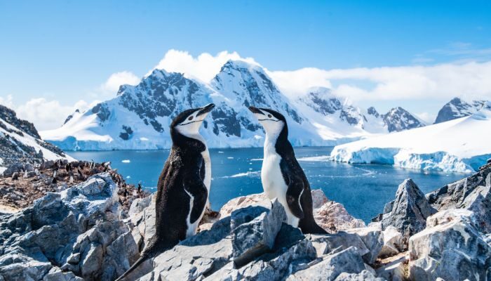 chinstrap penguins in Antarctica