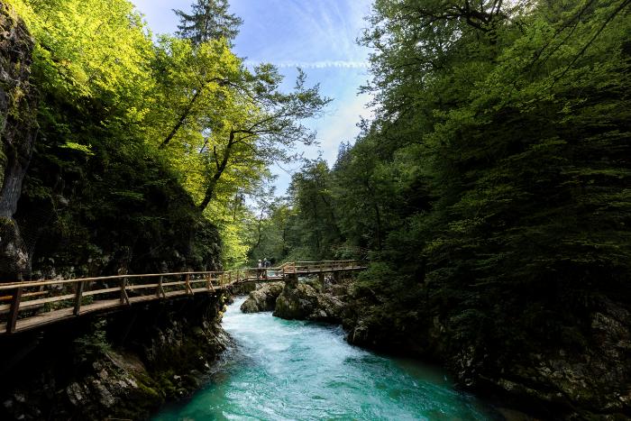 a bridge over a river surrounded by trees