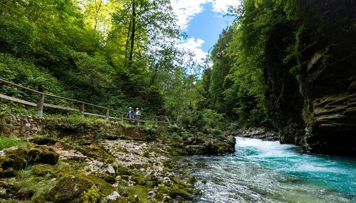 a river with a bridge and trees