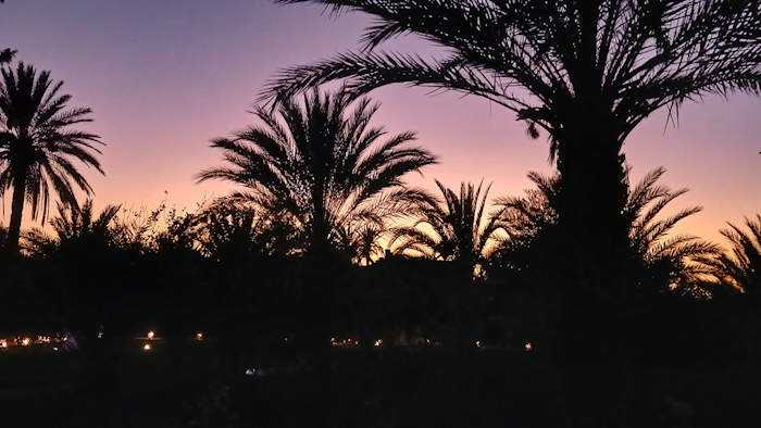 palm trees at night with a purple and pink sky